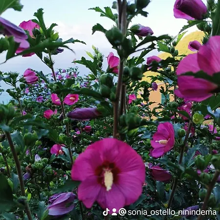 بيت شباب Ninin De Ma' فرامورا